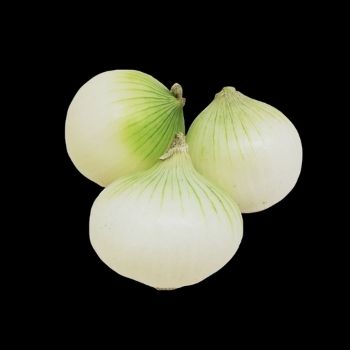 Cebolla blanca precio por kg-TVF10018